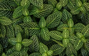 Preview wallpaper leaves, plant, striped, shape, green, white