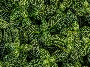 Preview wallpaper leaves, plant, striped, shape, green, white