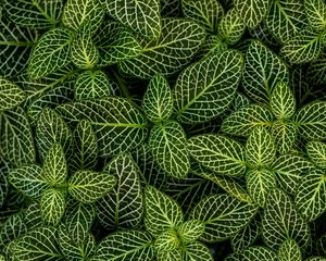 Preview wallpaper leaves, plant, striped, shape, green, white