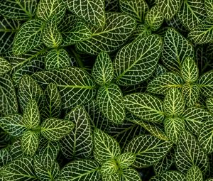 Preview wallpaper leaves, plant, striped, shape, green, white