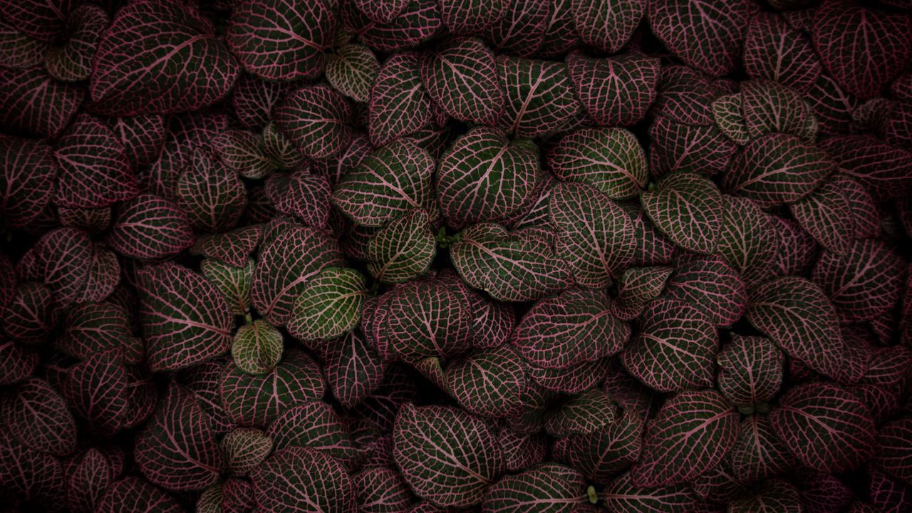 Wallpaper leaves, plant, striped, pink hd, picture, image