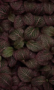 Preview wallpaper leaves, plant, striped, pink