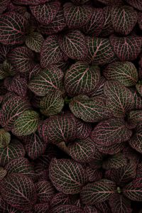 Preview wallpaper leaves, plant, striped, pink