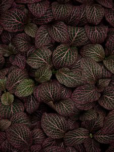 Preview wallpaper leaves, plant, striped, pink