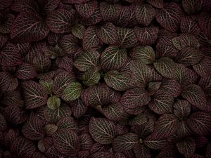 Preview wallpaper leaves, plant, striped, pink