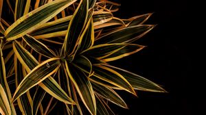 Preview wallpaper leaves, plant, stripes, macro