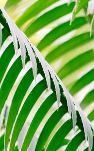 Preview wallpaper leaves, plant, stripes, macro, green