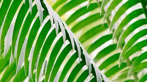 Preview wallpaper leaves, plant, stripes, macro, green