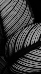 Preview wallpaper leaves, plant, stripes, macro, black and white