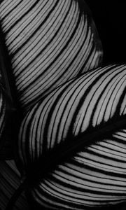 Preview wallpaper leaves, plant, stripes, macro, black and white