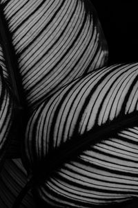 Preview wallpaper leaves, plant, stripes, macro, black and white