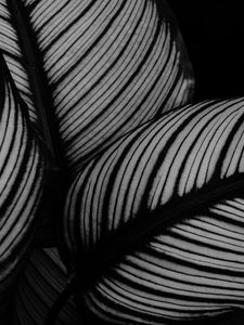 Preview wallpaper leaves, plant, stripes, macro, black and white