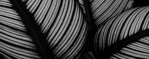Preview wallpaper leaves, plant, stripes, macro, black and white