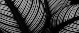 Preview wallpaper leaves, plant, stripes, macro, black and white