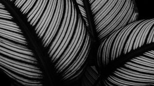 Preview wallpaper leaves, plant, stripes, macro, black and white