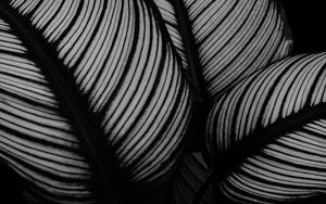 Preview wallpaper leaves, plant, stripes, macro, black and white