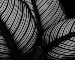 Preview wallpaper leaves, plant, stripes, macro, black and white
