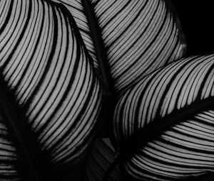 Preview wallpaper leaves, plant, stripes, macro, black and white