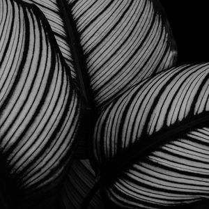 Preview wallpaper leaves, plant, stripes, macro, black and white