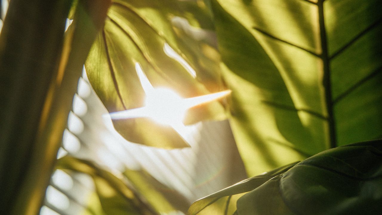 Wallpaper leaves, plant, sunlight, flare