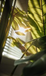 Preview wallpaper leaves, plant, sunlight, flare