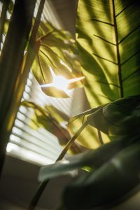 Preview wallpaper leaves, plant, sunlight, flare