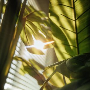 Preview wallpaper leaves, plant, sunlight, flare