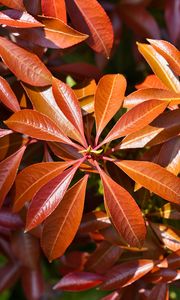 Preview wallpaper leaves, plant, sunlight, macro