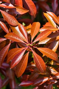Preview wallpaper leaves, plant, sunlight, macro