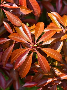 Preview wallpaper leaves, plant, sunlight, macro