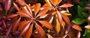 Preview wallpaper leaves, plant, sunlight, macro