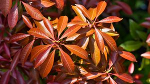 Preview wallpaper leaves, plant, sunlight, macro