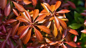 Preview wallpaper leaves, plant, sunlight, macro