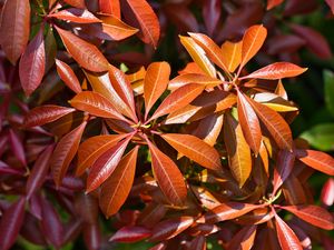 Preview wallpaper leaves, plant, sunlight, macro