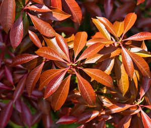Preview wallpaper leaves, plant, sunlight, macro