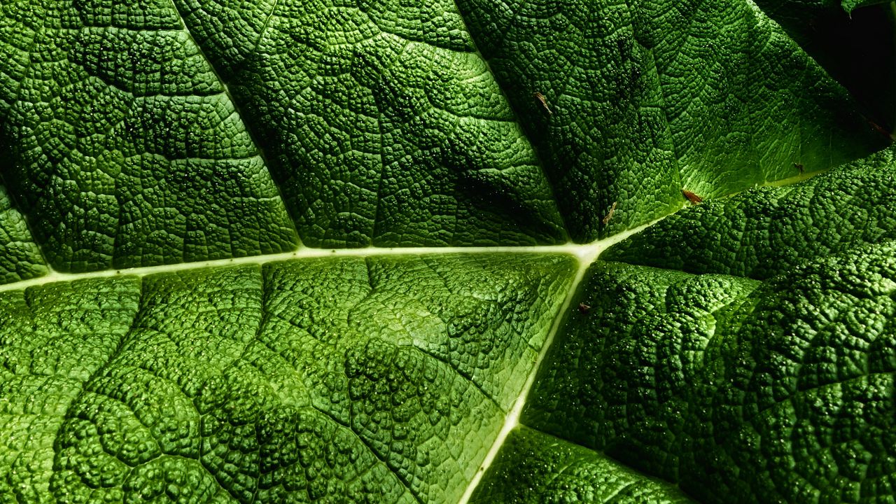 Wallpaper leaves, plant, texture, macro, green