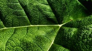 Preview wallpaper leaves, plant, texture, macro, green