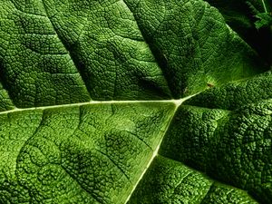 Preview wallpaper leaves, plant, texture, macro, green