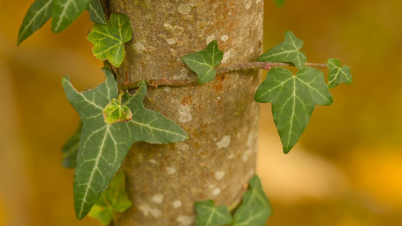 Wallpaper leaves, plant, trunk, blur