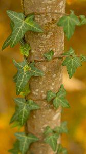 Preview wallpaper leaves, plant, trunk, blur