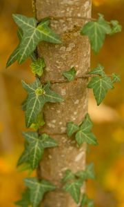 Preview wallpaper leaves, plant, trunk, blur