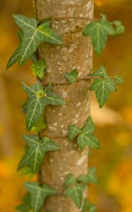 Preview wallpaper leaves, plant, trunk, blur