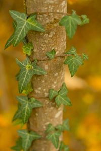 Preview wallpaper leaves, plant, trunk, blur