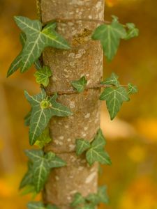 Preview wallpaper leaves, plant, trunk, blur