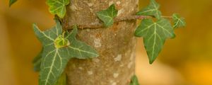 Preview wallpaper leaves, plant, trunk, blur