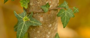 Preview wallpaper leaves, plant, trunk, blur