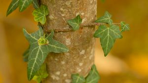 Preview wallpaper leaves, plant, trunk, blur