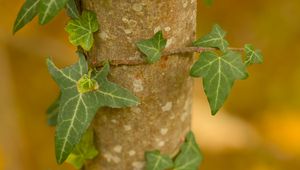 Preview wallpaper leaves, plant, trunk, blur