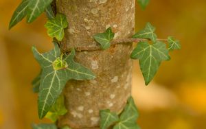 Preview wallpaper leaves, plant, trunk, blur