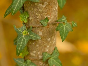 Preview wallpaper leaves, plant, trunk, blur